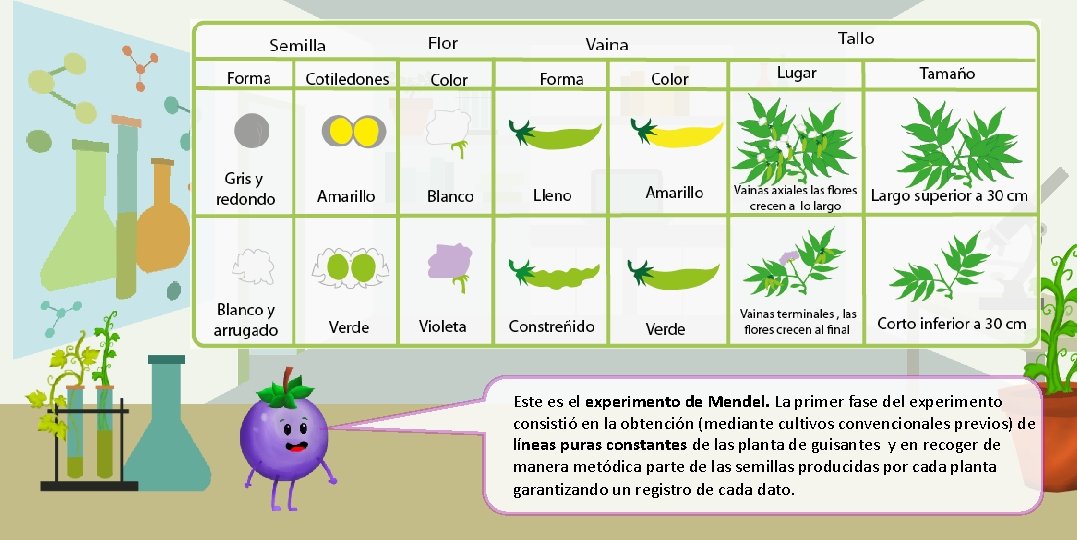 Este es el experimento de Mendel. La primer fase del experimento consistió en la