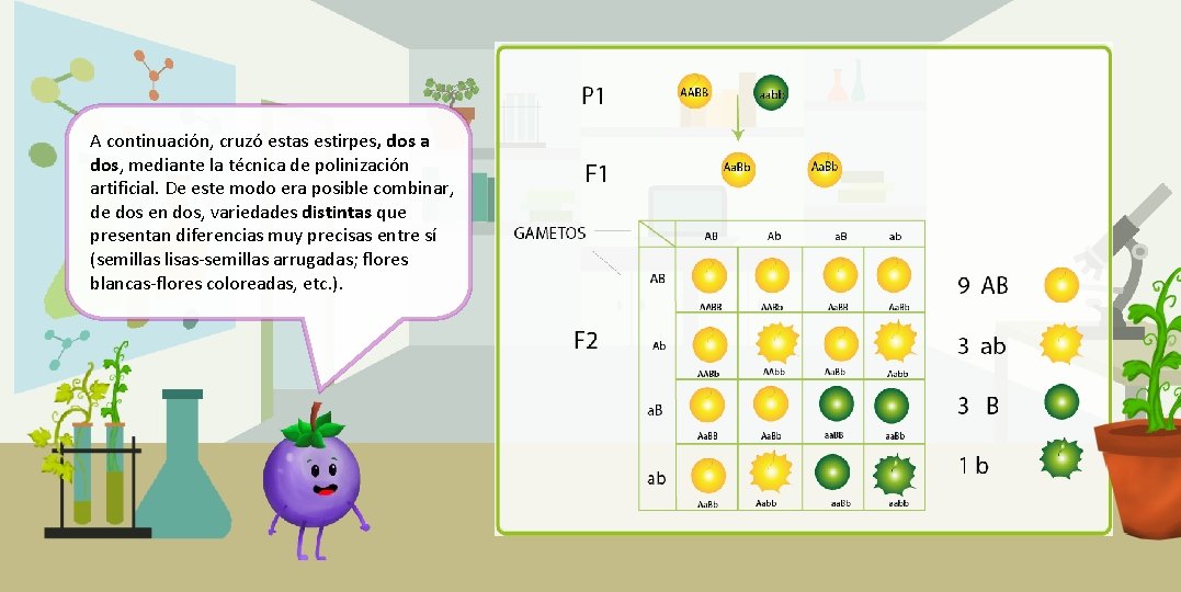 A continuación, cruzó estas estirpes, dos a dos, mediante la técnica de polinización artificial.