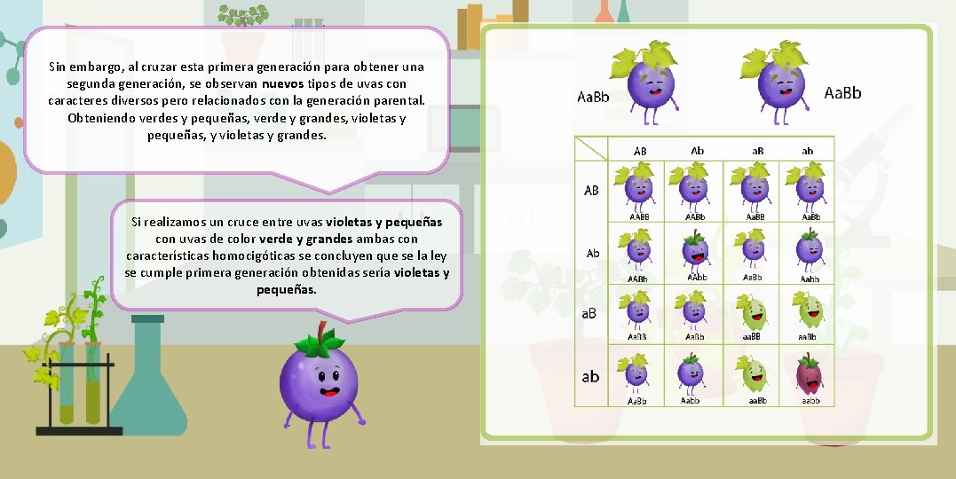 Sin embargo, al cruzar esta primera generación para obtener una segunda generación, se observan