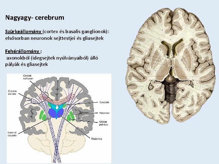 Nagyagy- cerebrum Szürkeállomány (cortex és basalis ganglionok): elsősorban neuronok sejttestjei és gliasejtek Fehérállomány :