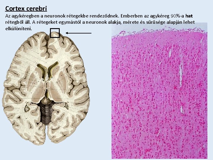 Cortex cerebri Az agykéregben a neuronok rétegekbe rendeződnek. Emberben az agykéreg 90%-a hat rétegből