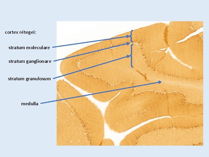 cortex rétegei: stratum moleculare stratum ganglionare stratum granulosum medulla 