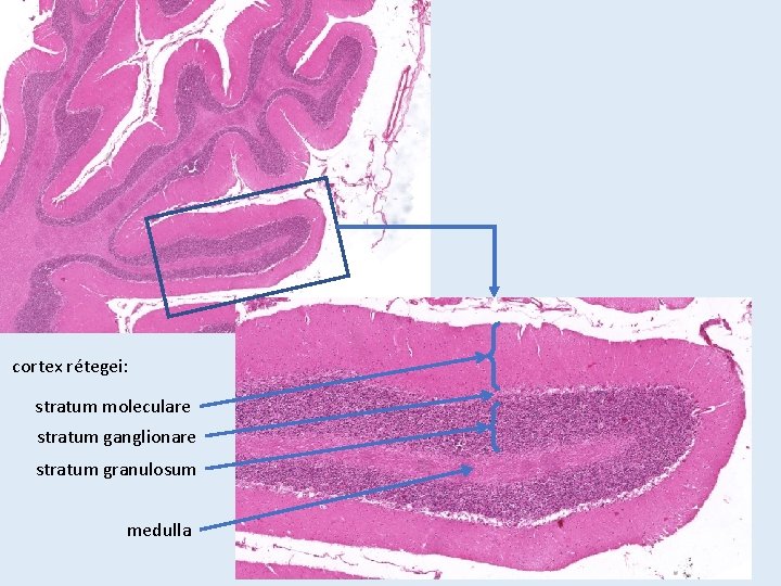 cortex rétegei: stratum moleculare stratum ganglionare stratum granulosum medulla 