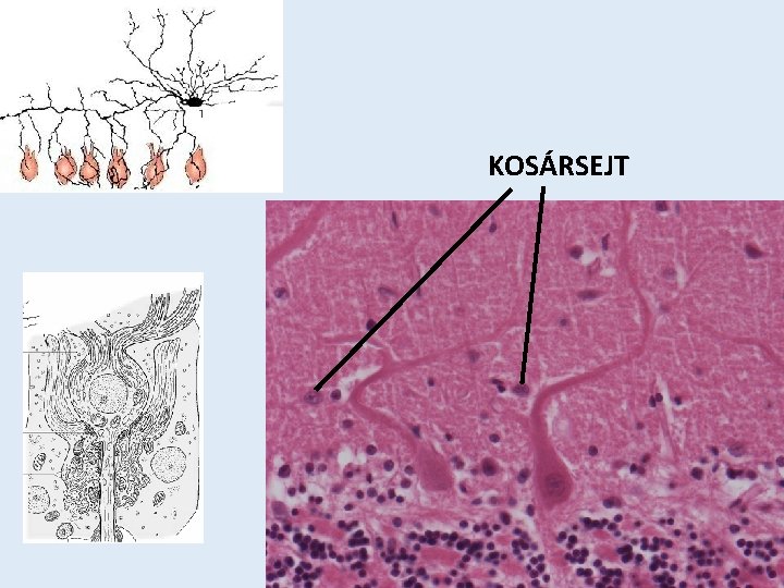 KOSÁRSEJT 