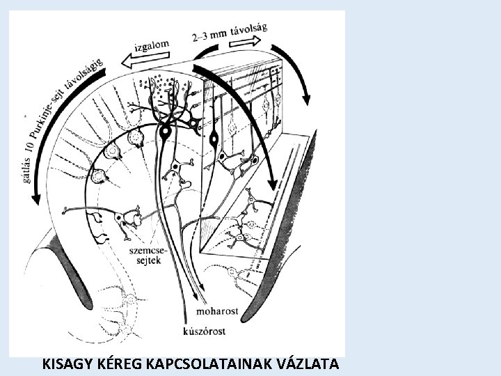 KISAGY KÉREG KAPCSOLATAINAK VÁZLATA 