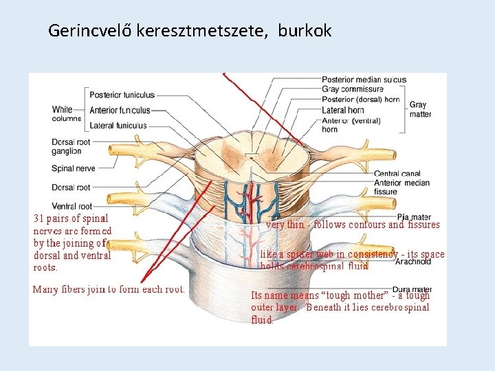 Gerincvelő keresztmetszete, burkok 