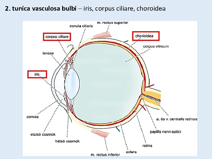 2. tunica vasculosa bulbi – iris, corpus ciliare, choroidea 