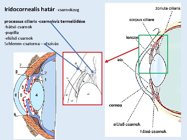 Iridocornealis határ -csarnokzug processus ciliaris -csarnokvíz termelődése -hátsó csarnok -pupilla -elülső csarnok Schlemm-csatorna –