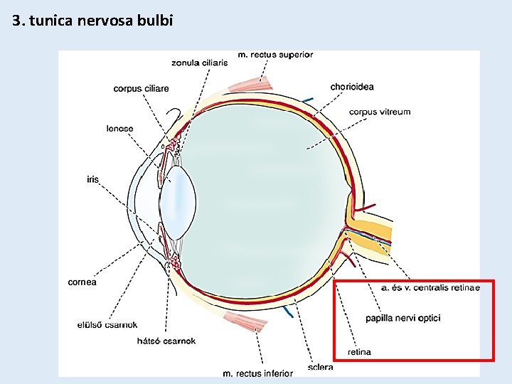 3. tunica nervosa bulbi 