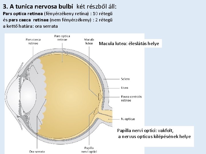 3. A tunica nervosa bulbi két részből áll: Pars optica retinea (fényérzékeny retina) :