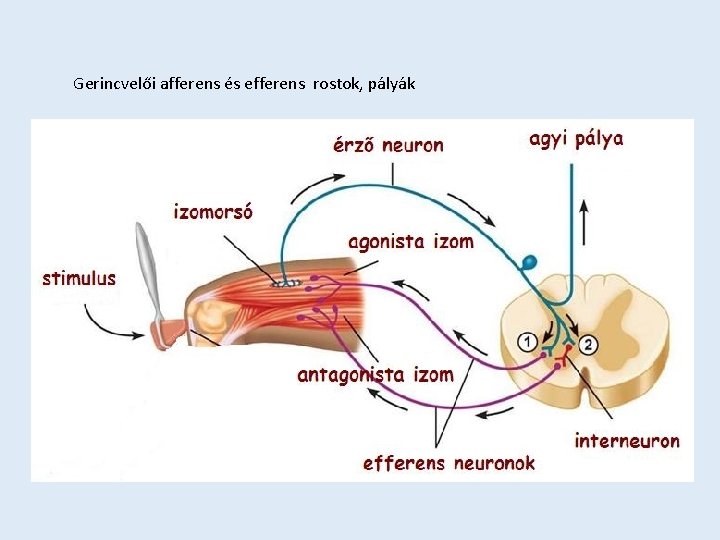 Afferens Rostok Rajz