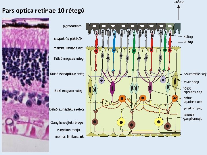 Pars optica retinae 10 rétegű 