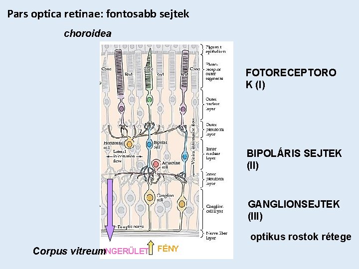Pars optica retinae: fontosabb sejtek choroidea FOTORECEPTORO K (I) BIPOLÁRIS SEJTEK (II) GANGLIONSEJTEK (III)