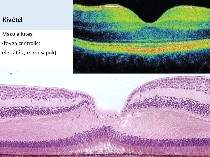 Kivétel Macula lutea (fovea centralis: éleslátás , csak csapok) 