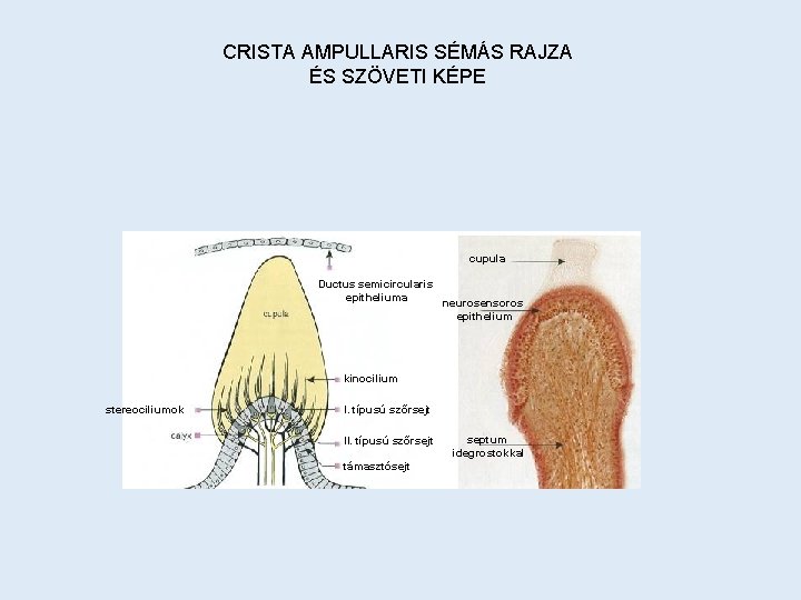 CRISTA AMPULLARIS SÉMÁS RAJZA ÉS SZÖVETI KÉPE cupula Ductus semicircularis epitheliuma neurosensoros epithelium kinocilium