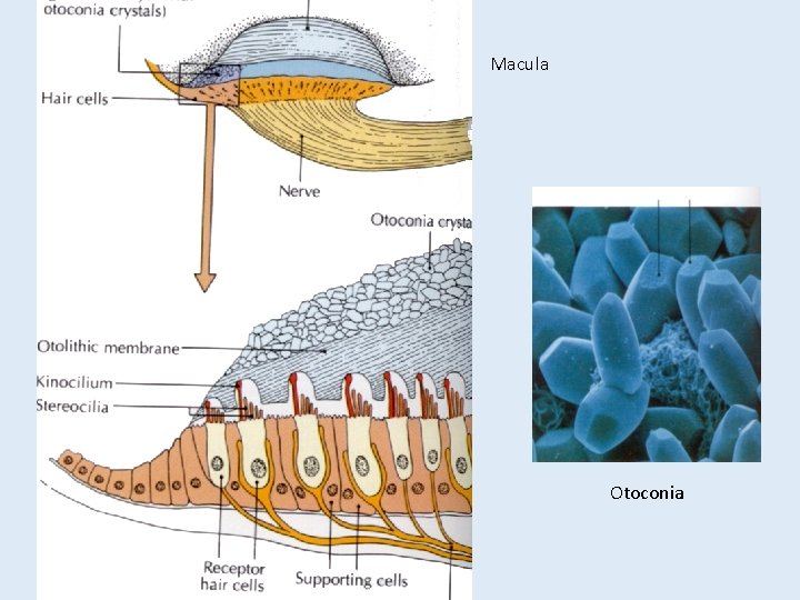 Macula Otoconia 