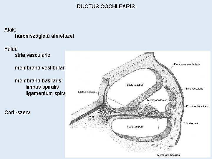 DUCTUS COCHLEARIS Alak: háromszögletű átmetszet Falai: stria vascularis membrana vestibularis membrana basilaris: limbus spiralis