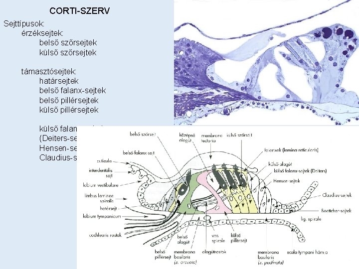 CORTI-SZERV Sejttípusok: érzéksejtek: belső szőrsejtek külső szőrsejtek támasztósejtek: határsejtek belső falanx-sejtek belső pillérsejtek külső