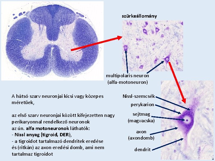 szürkeállomány multipolaris neuron (alfa-motoneuron) A hátsó szarv neuronjai kicsi vagy közepes méretűek, az első