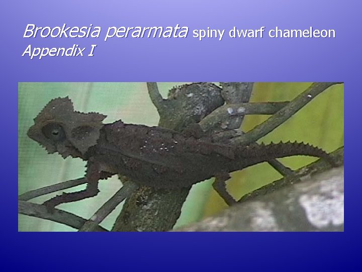 Brookesia perarmata spiny dwarf chameleon Appendix I Brookesia perarmata spiny dwarf chameleon Appendix I