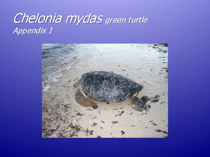Chelonia mydas green turtle Appendix I Chelonia mydas green turtle Appendix I