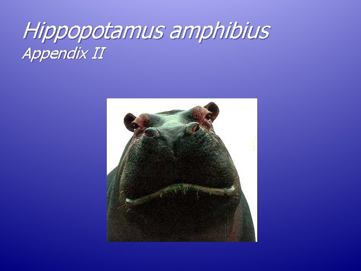 Hippopotamus amphibius Appendix II Hippopotamus amphibius Appendix II
