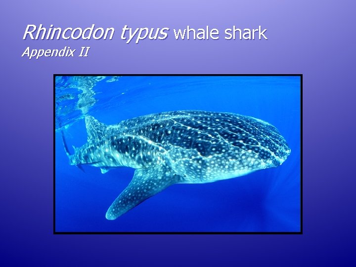 Rhincodon typus whale shark Appendix II Rhincodon typus whale shark Appendix II