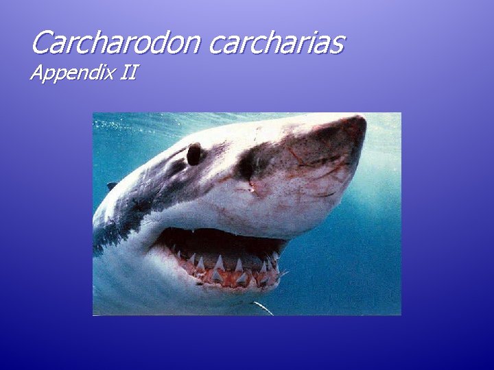 Carcharodon carcharias Appendix II Carcharodon carcharias Appendix II