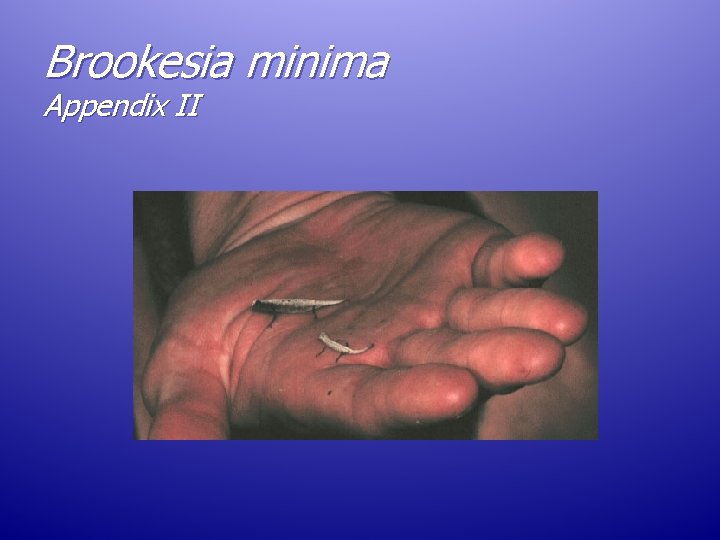 Brookesia minima Appendix II Brookesia minima Appendix II