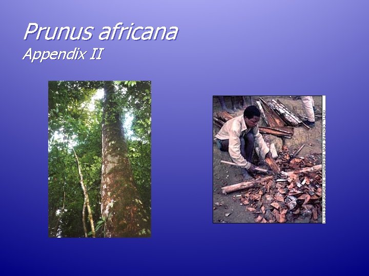 Prunus africana Appendix II Prunus africana Appendix II