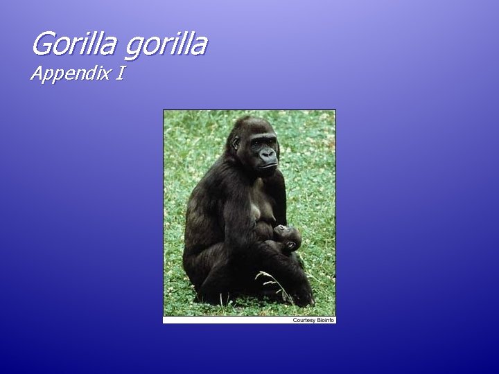Gorilla gorilla Appendix I Gorilla gorilla Appendix I