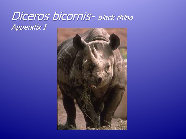 Diceros bicornis- black rhino Appendix I Diceros bicornis- black rhino Appendix I