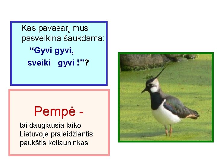 Kas pavasarį mus pasveikina šaukdama: “Gyvi gyvi, sveiki gyvi !”? Pempė tai daugiausia laiko