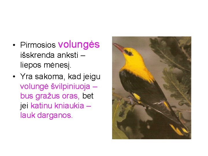  • Pirmosios volungės išskrenda anksti – liepos mėnesį. • Yra sakoma, kad jeigu