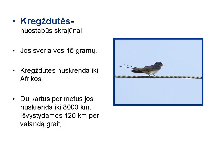  • Kregždutėsnuostabūs skrajūnai. • Jos sveria vos 15 gramų. • Kregždutės nuskrenda iki