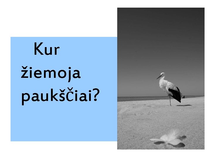 Kur žiemoja paukščiai? 