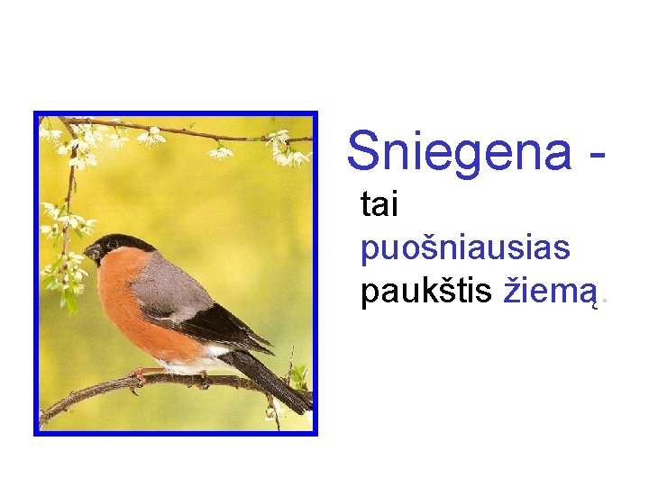 Sniegena tai puošniausias paukštis žiemą. 