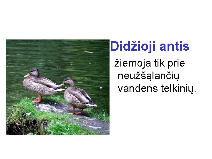 Didžioji antis žiemoja tik prie neužšąlančių vandens telkinių. 