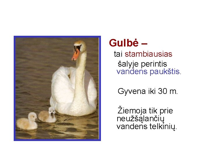 Gulbė – tai stambiausias šalyje perintis vandens paukštis. Gyvena iki 30 m. Žiemoja tik