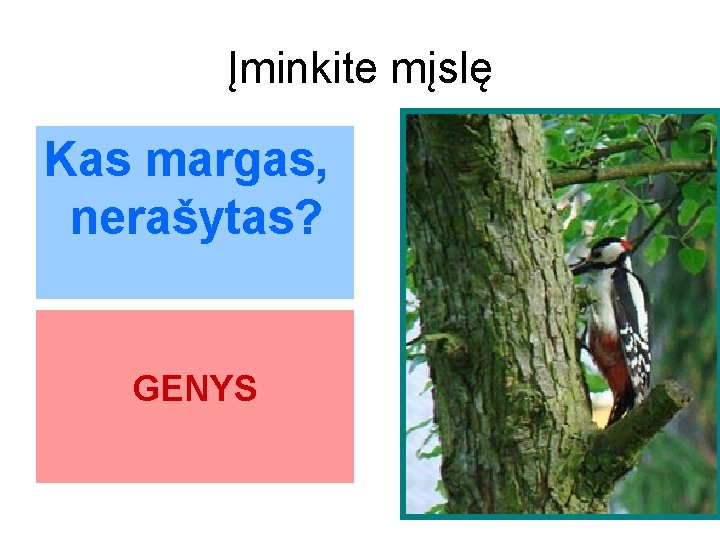 Įminkite mįslę Kas margas, nerašytas? GENYS 