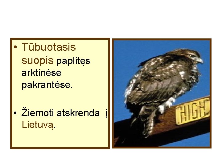  • Tūbuotasis suopis paplitęs arktinėse pakrantėse. • Žiemoti atskrenda į Lietuvą. 