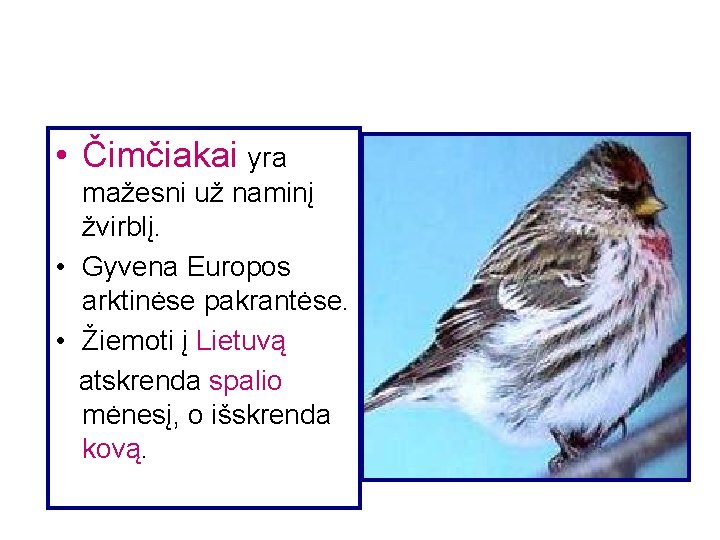  • Čimčiakai yra mažesni už naminį žvirblį. • Gyvena Europos arktinėse pakrantėse. •