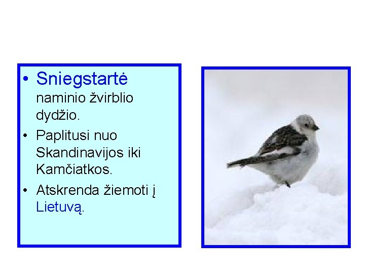  • Sniegstartė naminio žvirblio dydžio. • Paplitusi nuo Skandinavijos iki Kamčiatkos. • Atskrenda