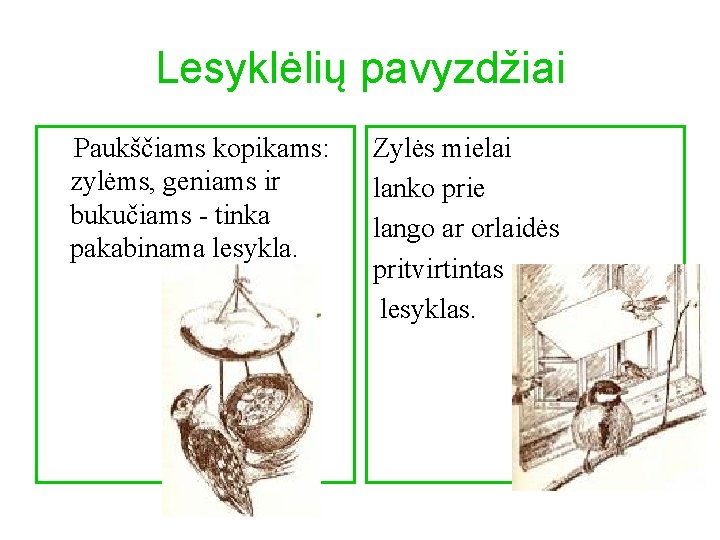 Lesyklėlių pavyzdžiai Paukščiams kopikams: zylėms, geniams ir bukučiams - tinka pakabinama lesykla. Zylės mielai