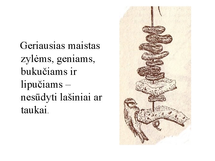 Geriausias maistas zylėms, geniams, bukučiams ir lipučiams – nesūdyti lašiniai ar taukai. 