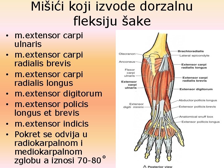 Mišići koji izvode dorzalnu fleksiju šake • m. extensor carpi ulnaris • m. extensor Mišići koji izvode dorzalnu fleksiju šake • m. extensor carpi ulnaris • m. extensor
