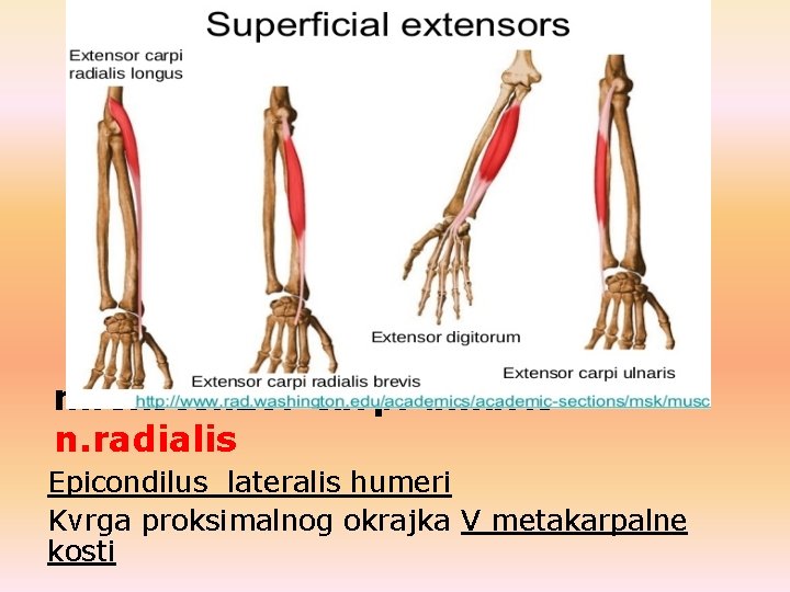 m. ekstenzor carpi ulnaris – n. radialis Epicondilus lateralis humeri Kvrga proksimalnog okrajka V m. ekstenzor carpi ulnaris – n. radialis Epicondilus lateralis humeri Kvrga proksimalnog okrajka V
