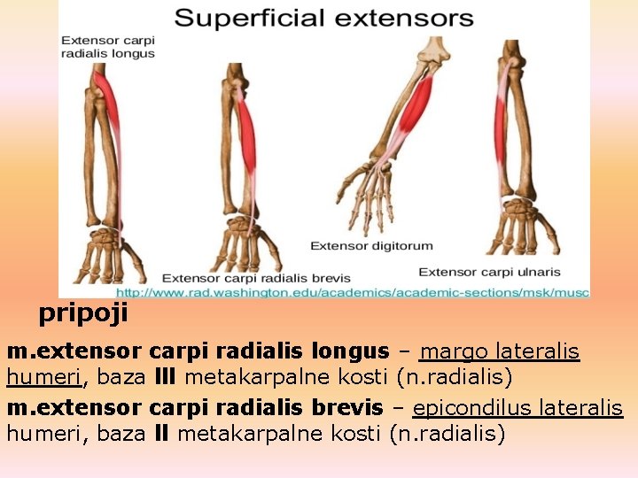 pripoji m. extensor carpi radialis longus – margo lateralis humeri, baza lll metakarpalne kosti pripoji m. extensor carpi radialis longus – margo lateralis humeri, baza lll metakarpalne kosti