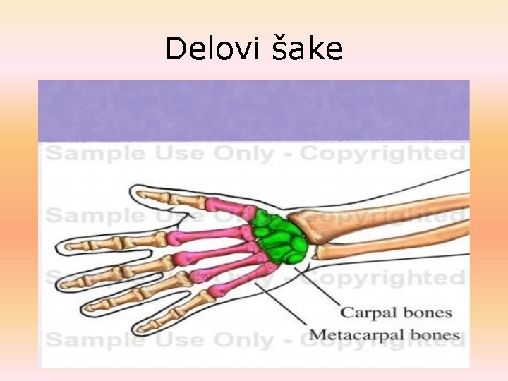 Delovi šake Delovi šake