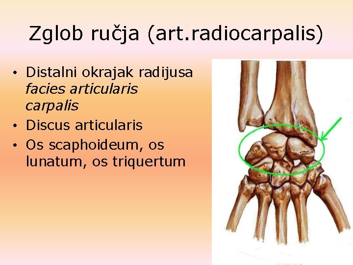 Zglob ručja (art. radiocarpalis) • Distalni okrajak radijusa facies articularis carpalis • Discus articularis Zglob ručja (art. radiocarpalis) • Distalni okrajak radijusa facies articularis carpalis • Discus articularis
